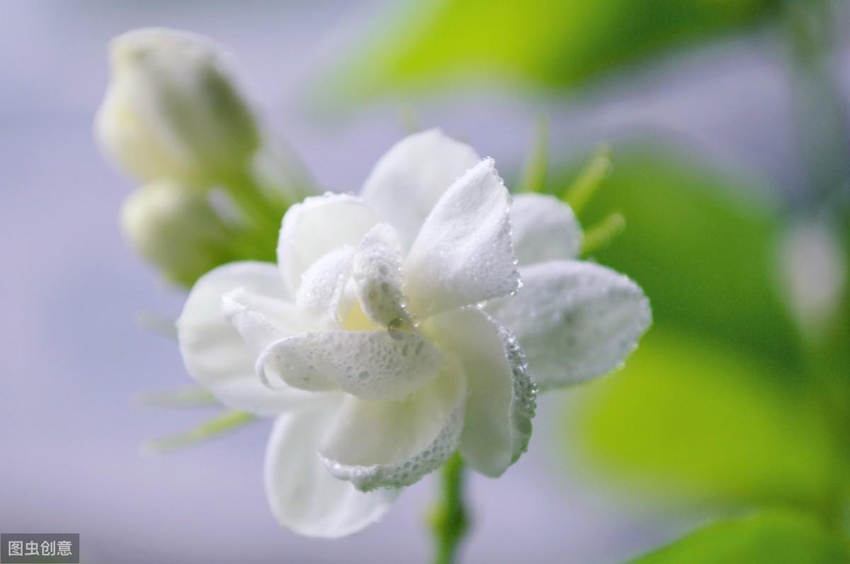 赞美茉莉花优美古诗词（6首茉莉花古诗词）