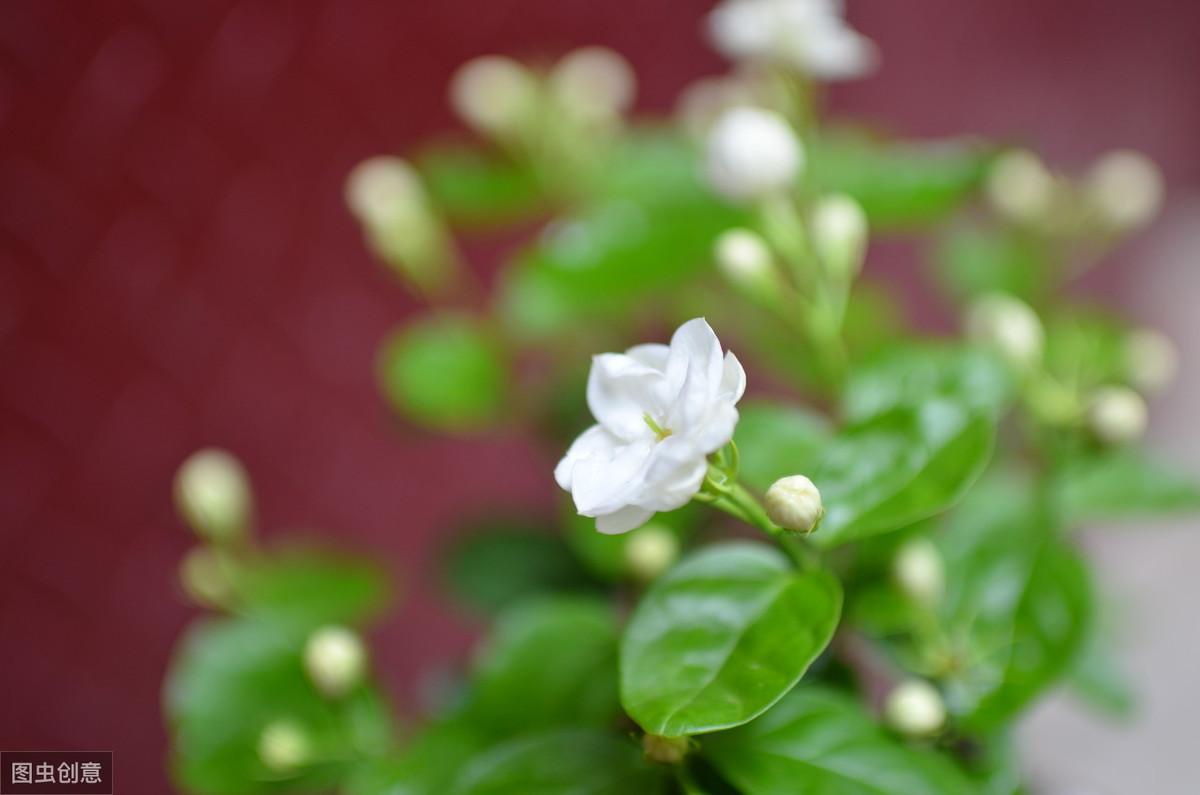 赞美茉莉花优美古诗词（6首茉莉花古诗词）