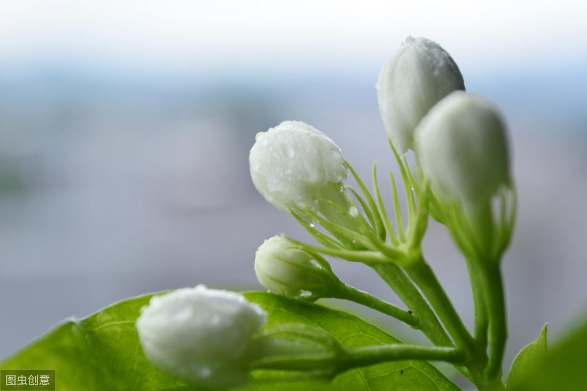 赞美茉莉花优美古诗词（6首茉莉花古诗词）