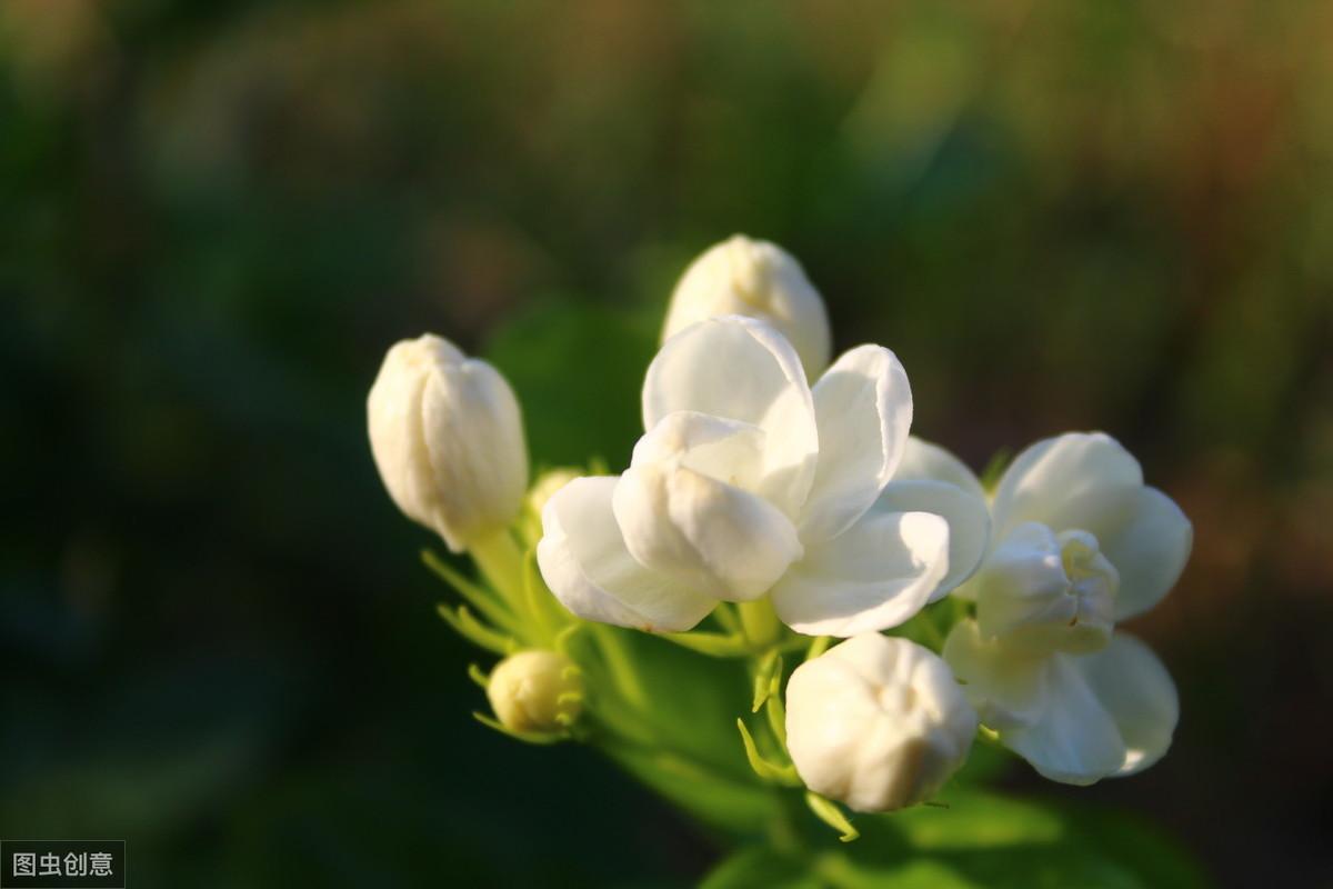 赞美茉莉花优美古诗词（6首茉莉花古诗词）