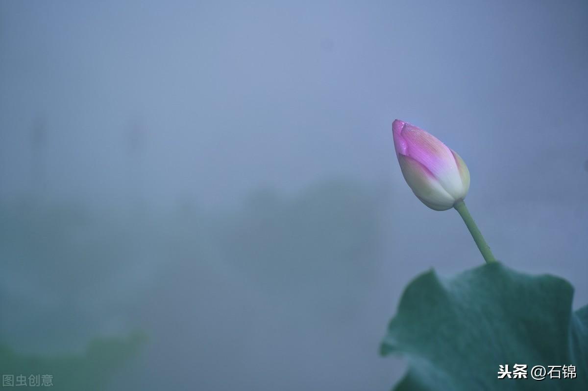 关于莲花的唯美诗词鉴赏（七首经典莲花诗词）