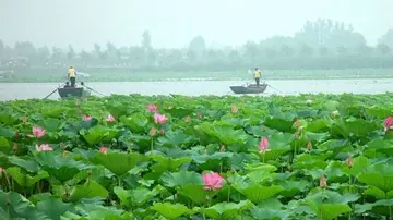 传统的端午节日作文（《端午的趣事》）