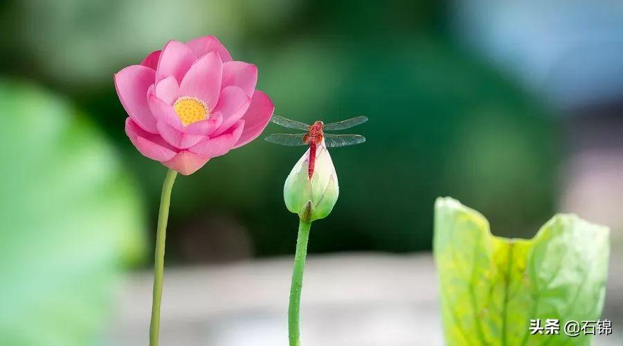 描写夏天的经典诗句（八首夏日诗词）