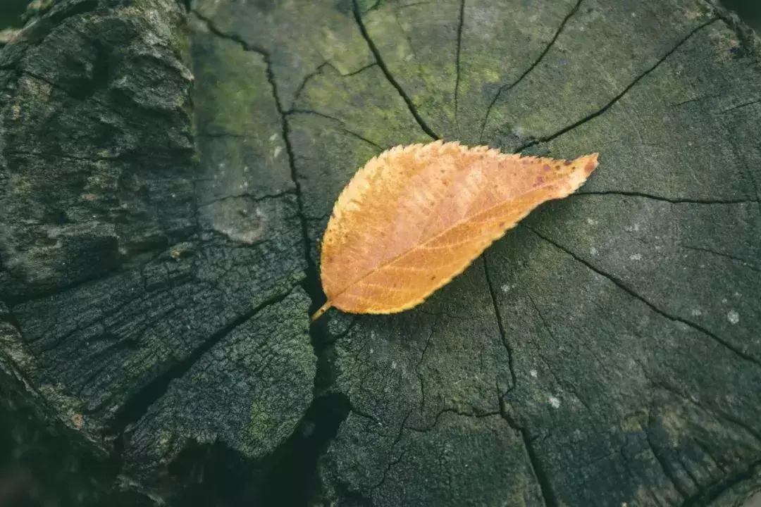 形容岁月沧桑诗词（40句沧桑诗词）