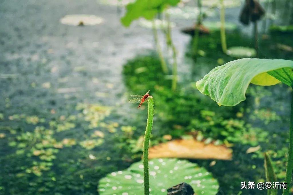 唯美的夏日诗词有哪些（100首绝美的夏日诗词）