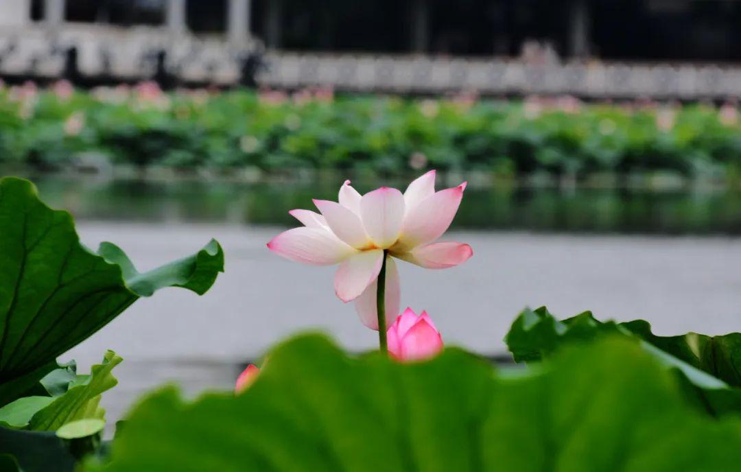 夏意满满的诗词（10首唯美夏至诗词）