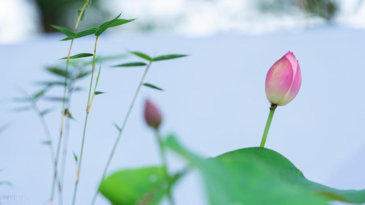 唯美的夏日诗词有哪些（十首唯美经典诗词）