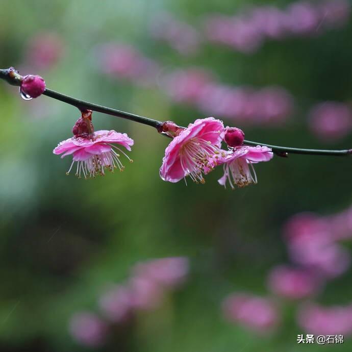 治愈温柔惊艳的诗句（五首安心诗词）