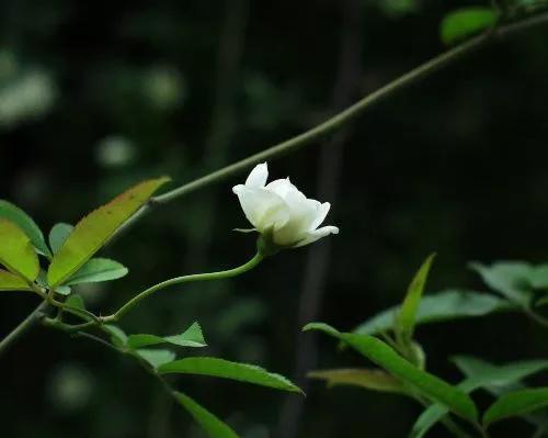 描写暮春时节的古诗词（5首优美暮春诗词）