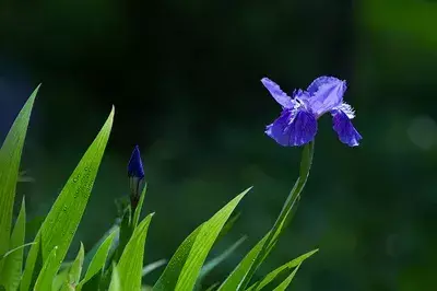 暮春诗词名句赏析（十二首暮春诗词）