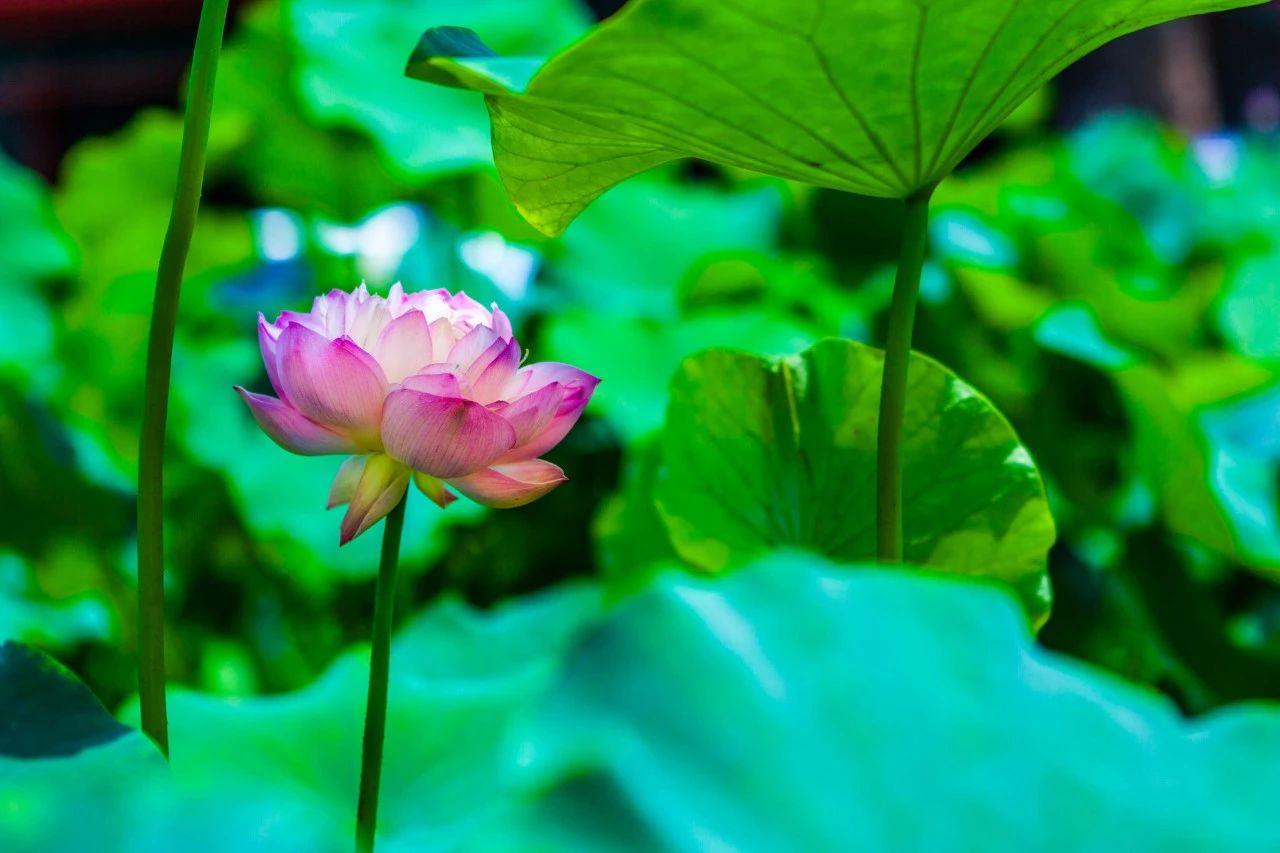 描写夏日清凉的立夏古诗句（唯美夏至诗词句）