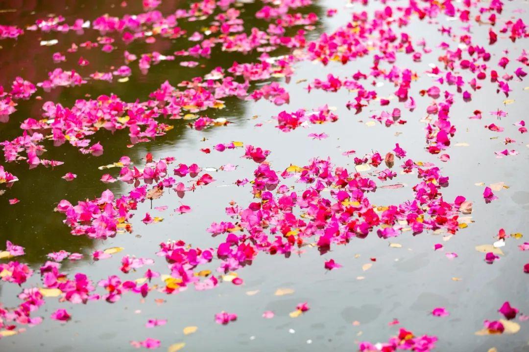 雨打落花的唯美句子（30首落花诗词）