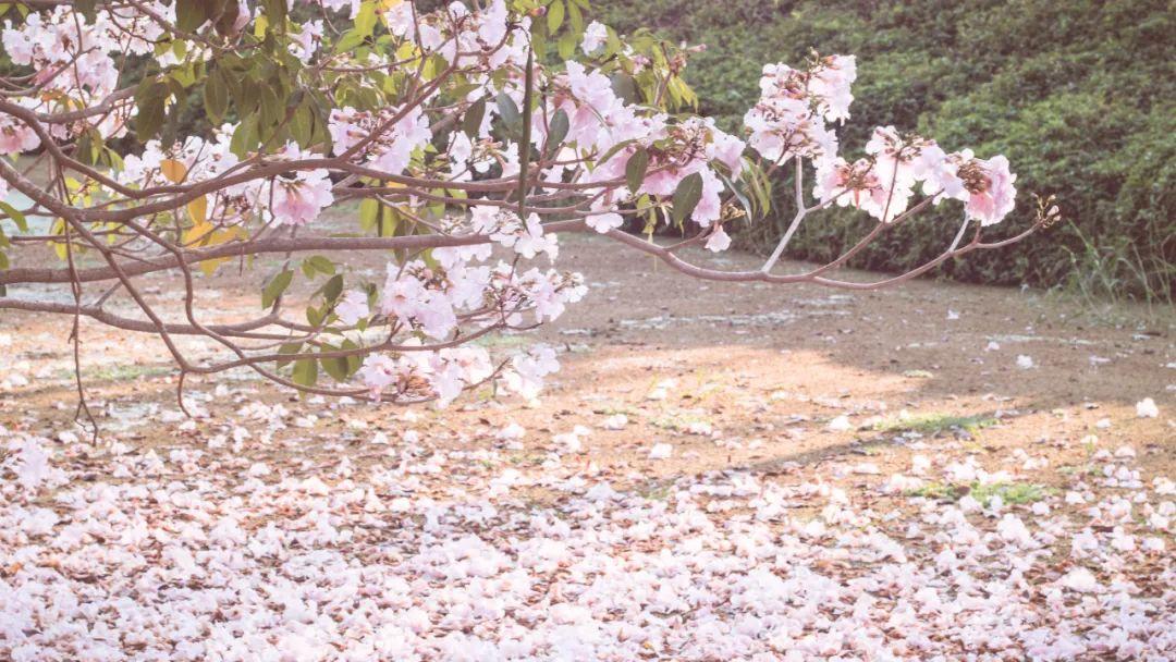 雨打落花的唯美句子（30首落花诗词）