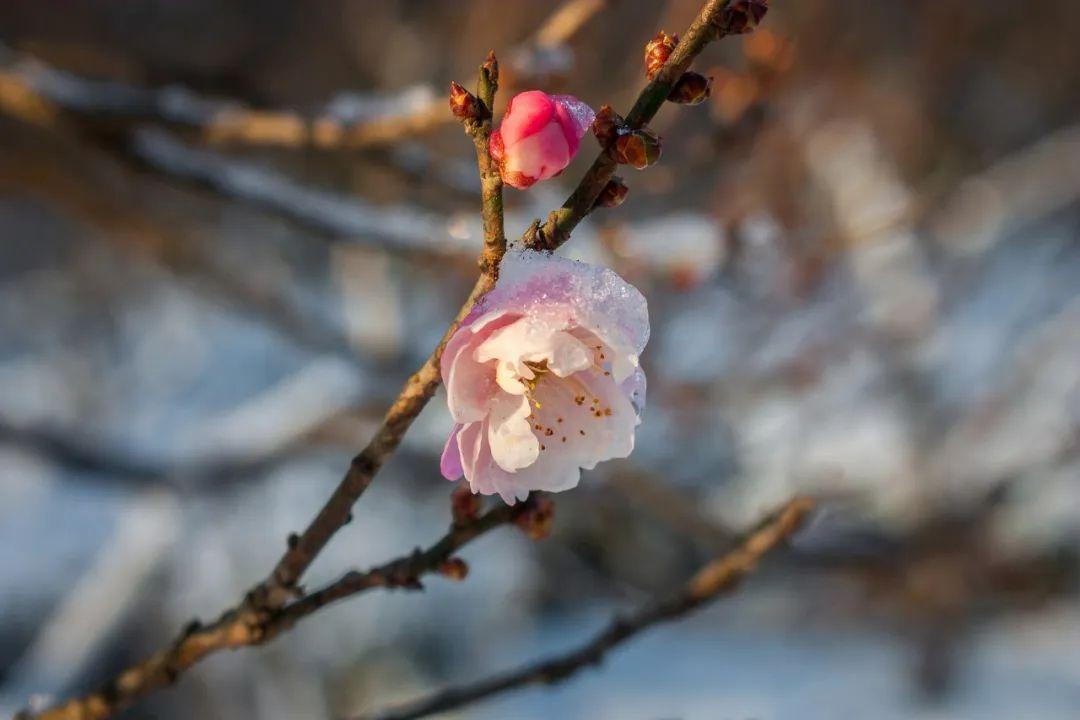 赞美冬雪的诗词绝句（36首冬雪诗词）