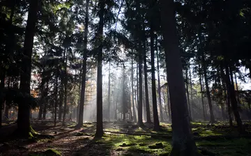 珍惜童年的美好作文（《童年的风景》）