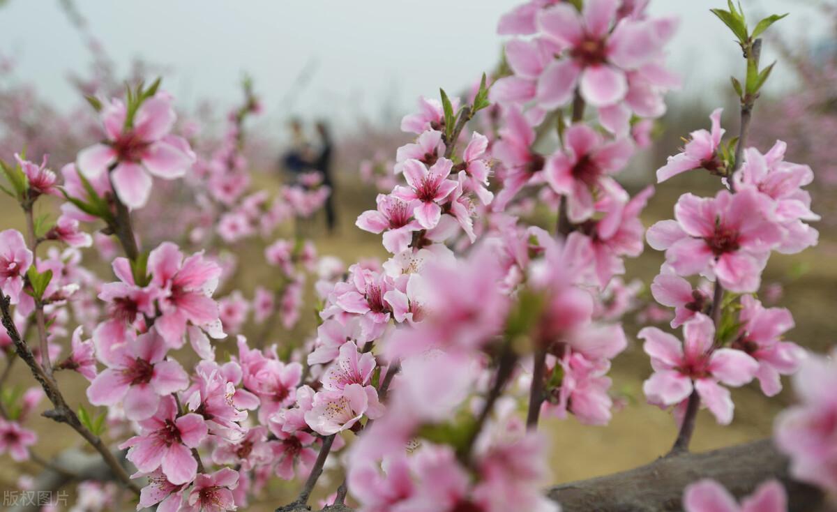 唐代一首经典桃花诗（桃花浪漫诗句）