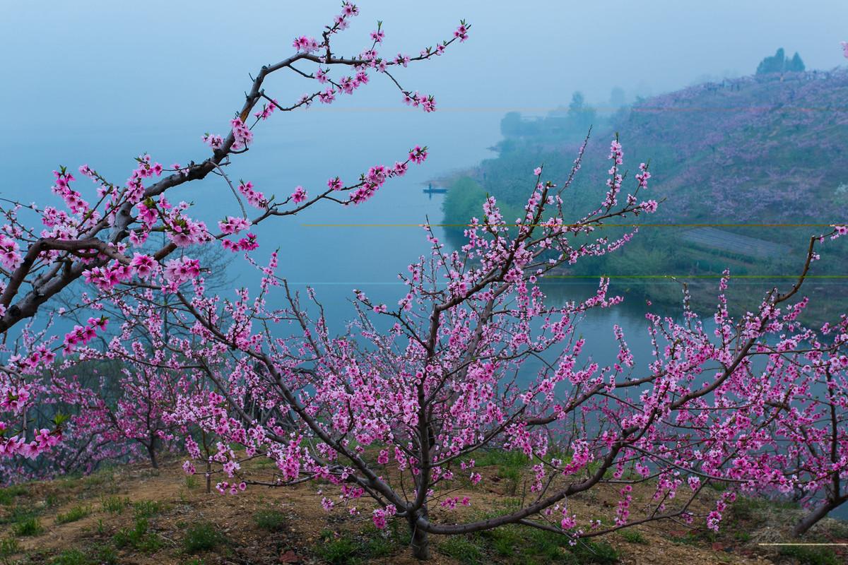 形容桃花漂亮的唯美古诗词（5首名不见经传的唯美桃花诗）