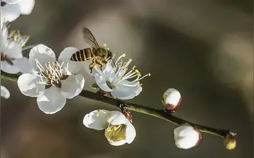 那些春天的花园作文（《春天的故事》）