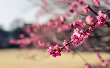 那些拥抱春天的话题作文（《春天的色彩》）