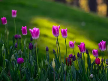 美丽的春天景色作文（《春天的风景》）