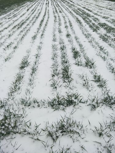 瑞雪兆丰年 作文（《瑞雪兆丰年，寻找幸福之路》）