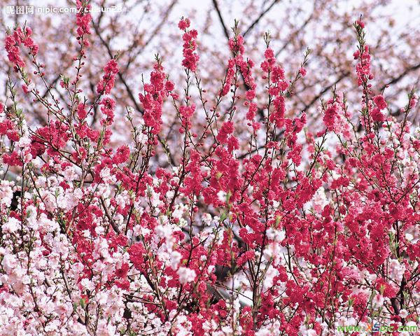 关于借物喻人的作文梅花（《梅花借人——花落人散》）