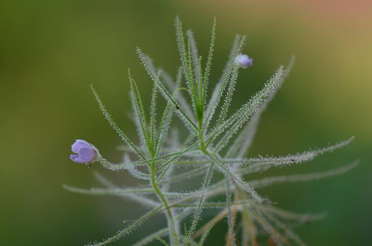 以草为题目写一篇作文（《花草环保行动》）