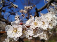 又一年春暖花开作文800（《春天的爱情》）