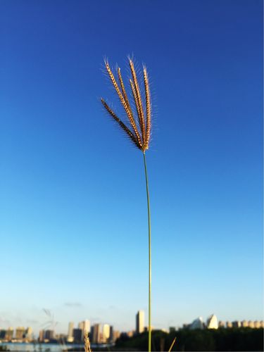 赞美小草作文600字（《小草的奇妙成长》）