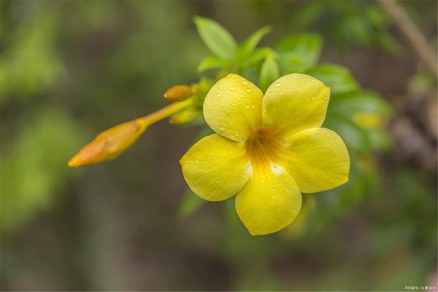 以我喜欢的植物为主题写一篇作文（《芳香四溢，心旷神怡——我的薰衣草花园之旅》）