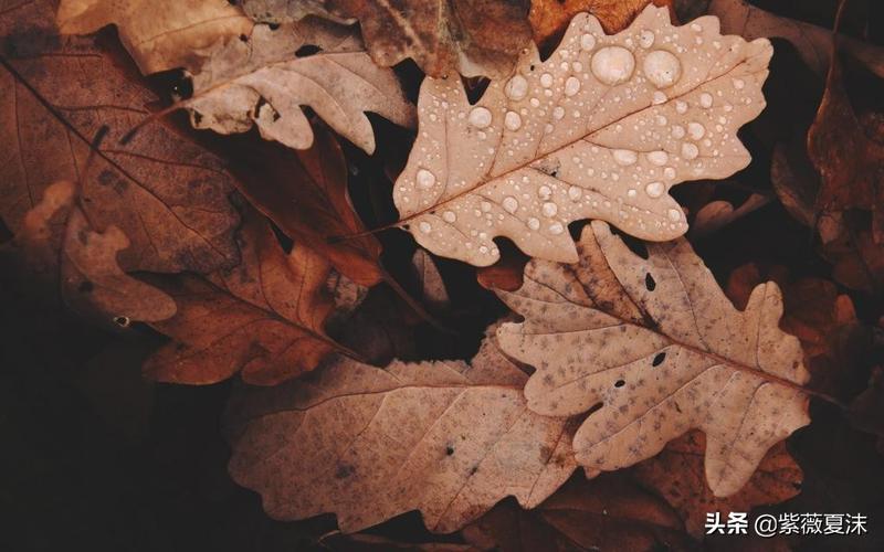 一场秋雨一场凉的文案（一场秋雨一场凉的说说句子）