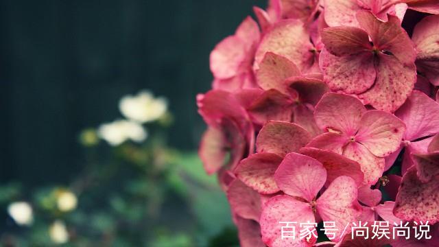 关于花的优美句子短句（花语）