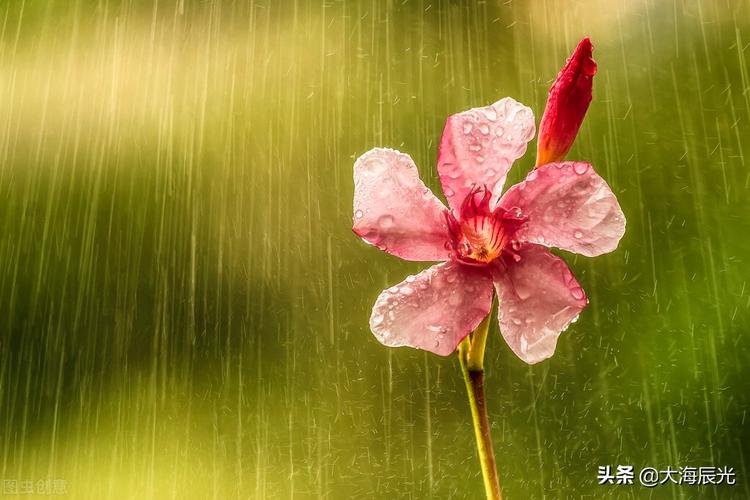 关于雨天的佳句（雨天的唯美句子）