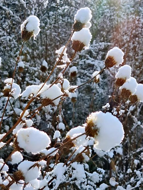 描写雪景的经典语录（雪色世界）