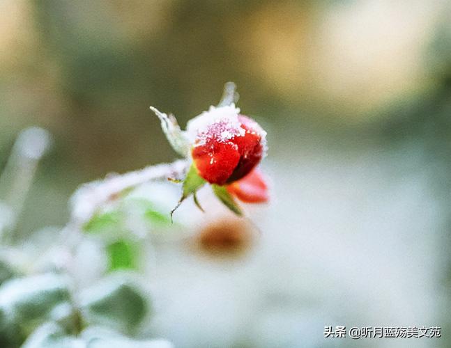 关于下雪的唯美短句（静观雪花飞舞，梦里雪中游荡）