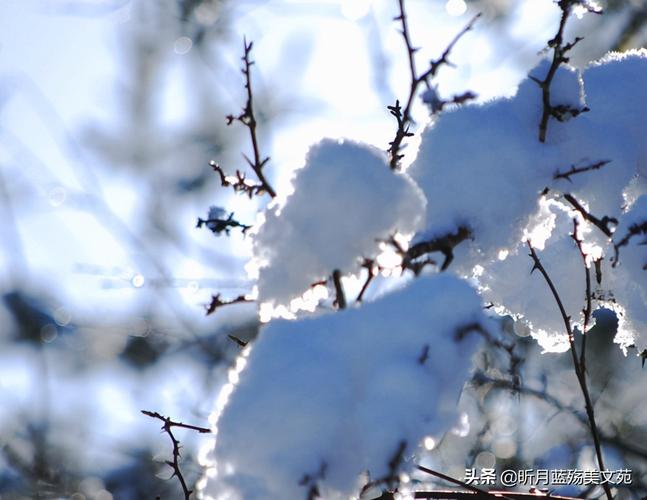 关于下雪的唯美短句（静观雪花飞舞，梦里雪中游荡）