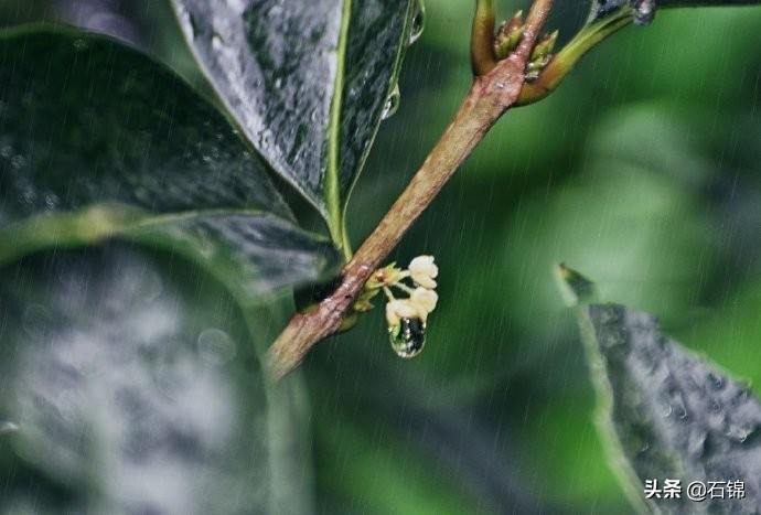 赞美秋雨的诗句古诗大全（七首秋雨诗词）