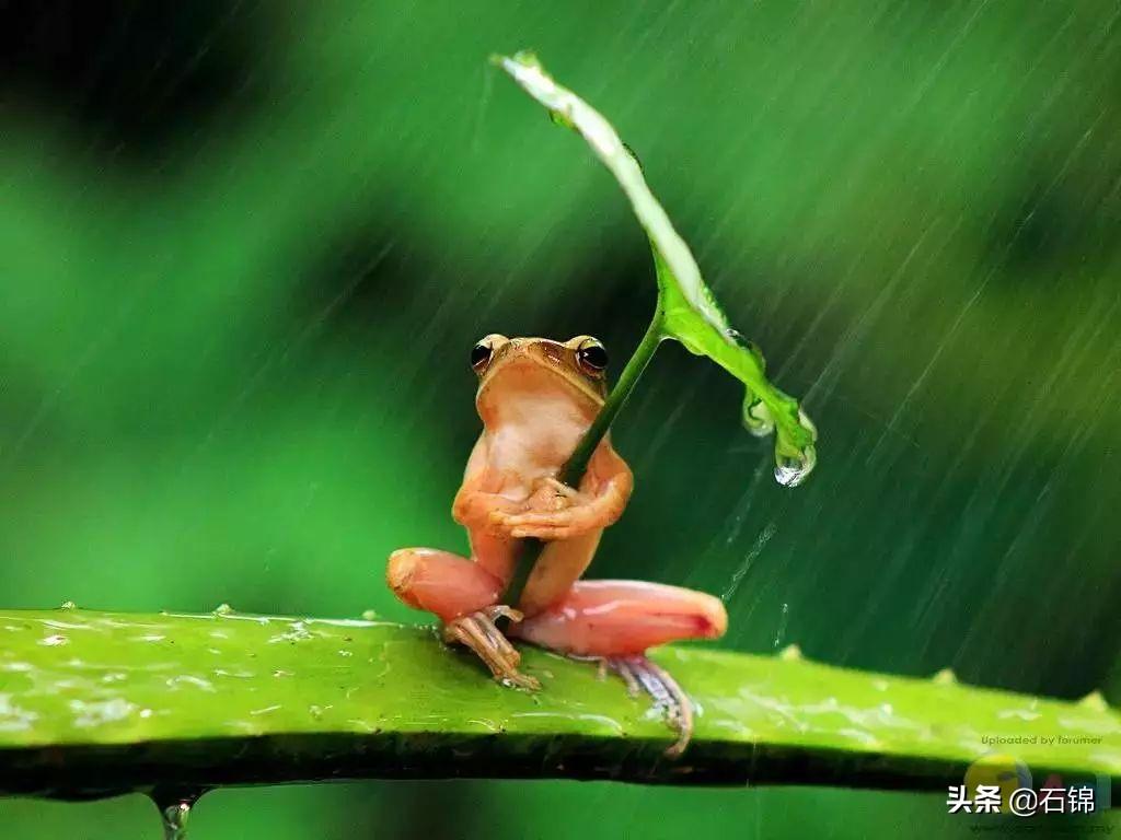 夏雨意境很美的诗句（七首唯美夏雨诗词）