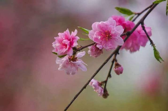 桃花诗词名句有哪些（八首浪漫桃花诗词）