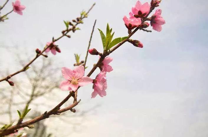 桃花诗词名句有哪些（八首浪漫桃花诗词）