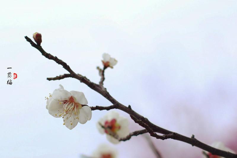 一剪梅诗词的千古名句，七首经典《一剪梅》