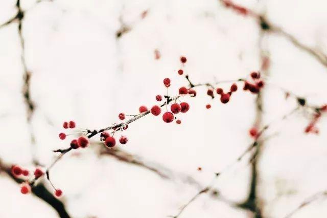 写雪诗词名句大全（十首唯美写雪诗词）