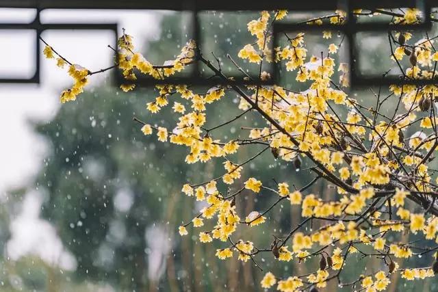 春雨古诗词大全（唯美春雨古诗词8首）