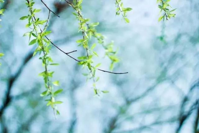 春雨古诗词大全（唯美春雨古诗词8首）