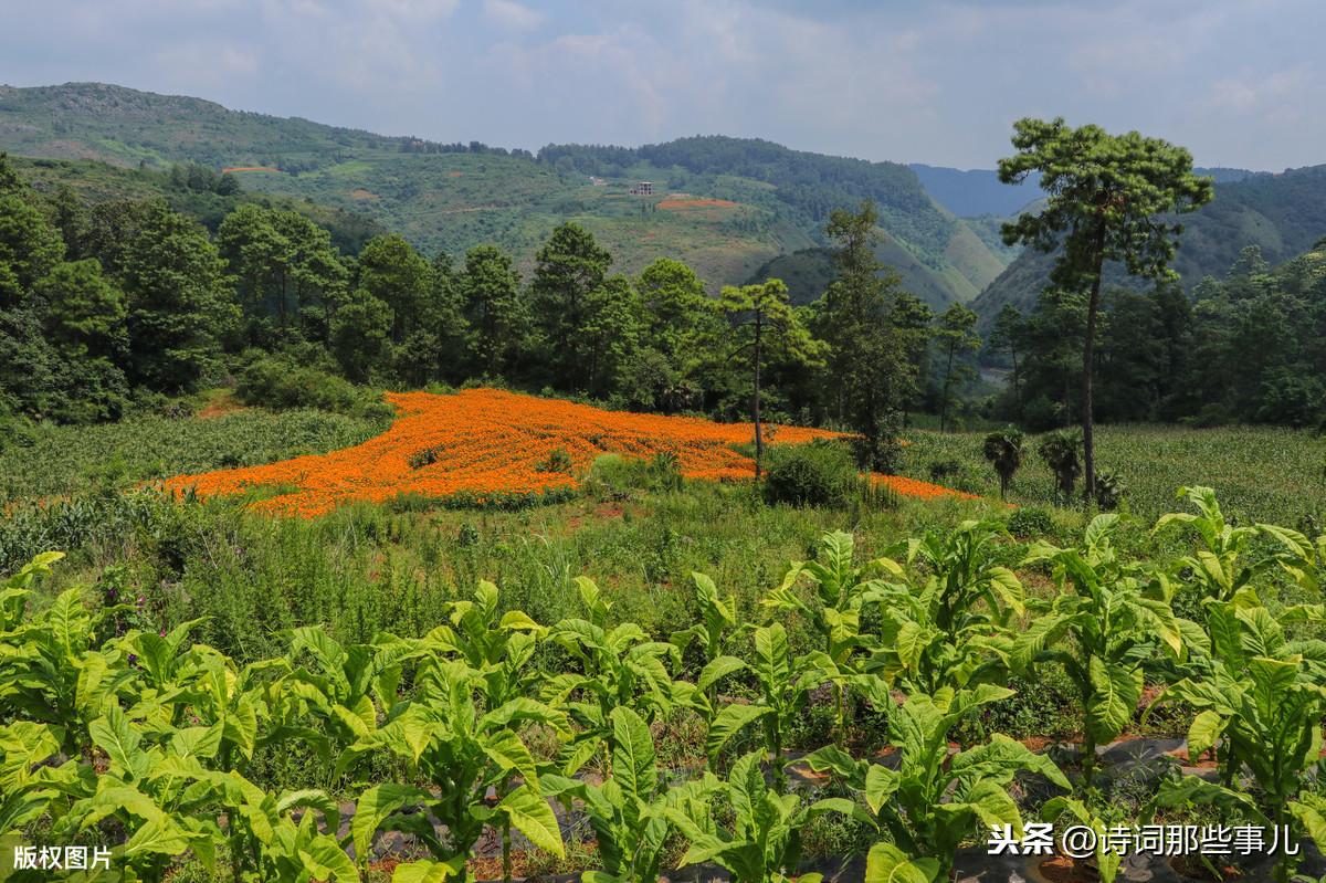 五十句描写四君子之一菊花的诗句（赞美菊花的千古名句）