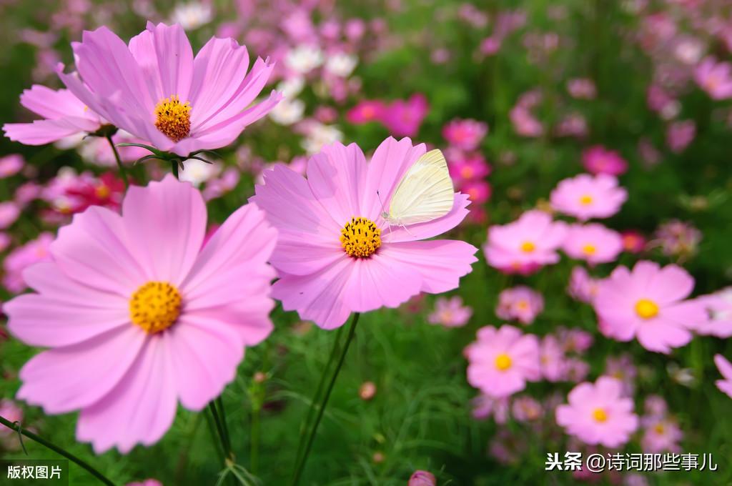 五十句描写四君子之一菊花的诗句（赞美菊花的千古名句）