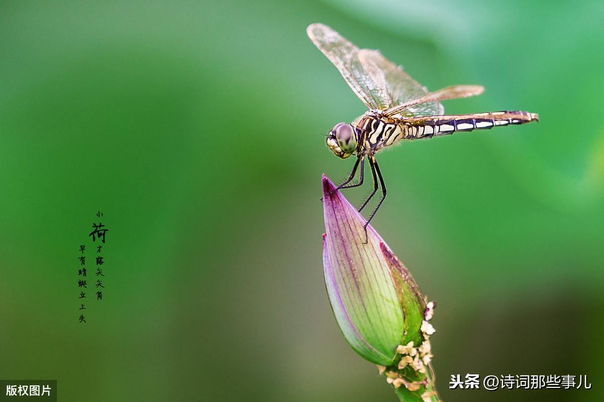 关于描写夏天的古诗词（夏天意境很美的诗句）