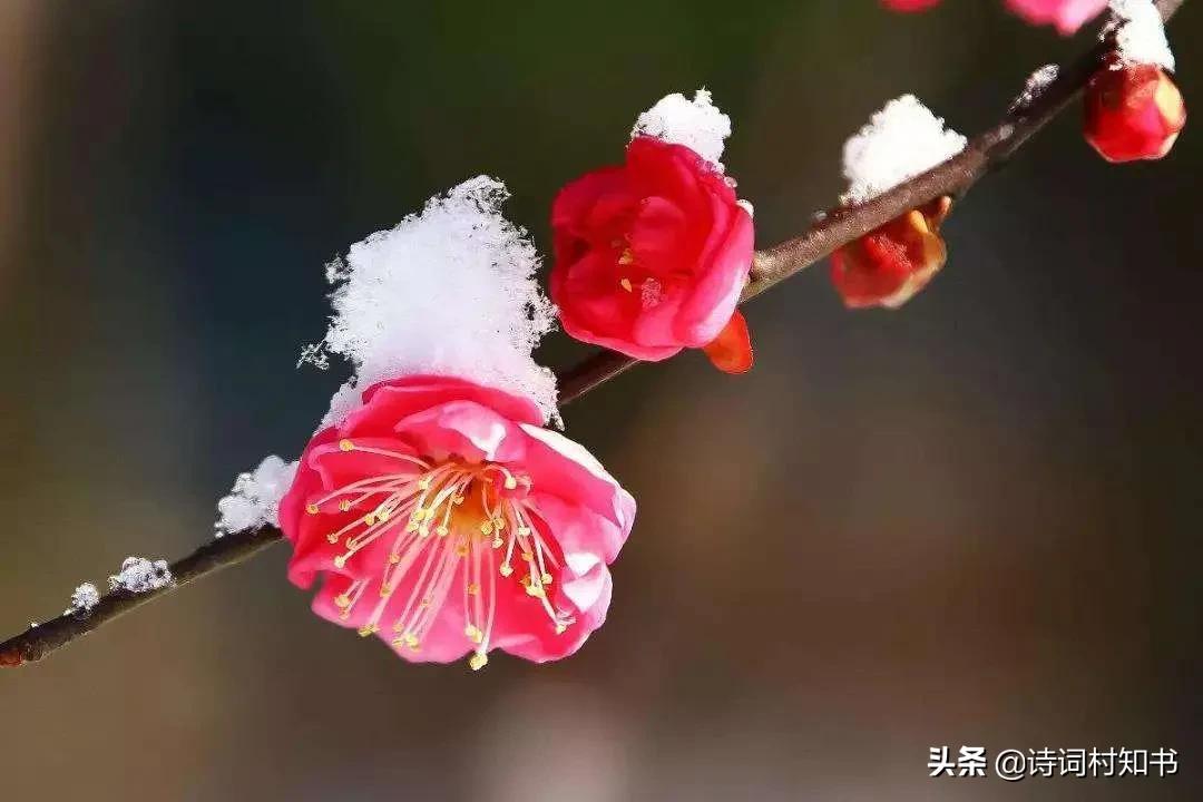 经典的梅花诗词（关于梅花的情感诗句）