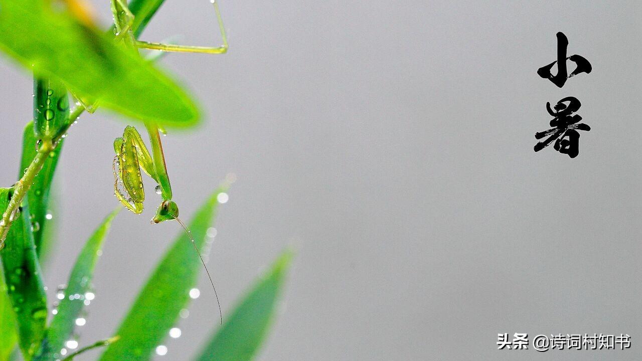 小暑节气的律诗和绝句（小暑节气古诗14首）