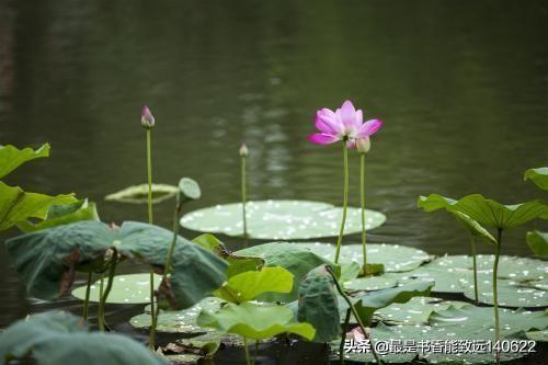 描写夏天的35首古诗词（夏天唯美诗句）